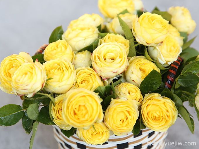 浪漫黄河月季(图2)