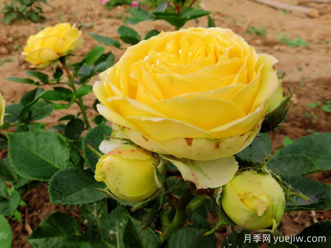 浪漫黄河月季(图3)