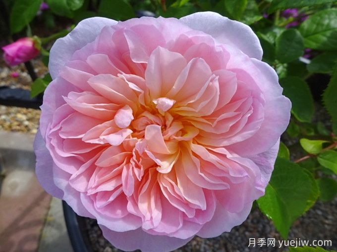 伊丽莎白月季(图1)