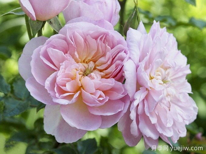 伊丽莎白月季(图2)