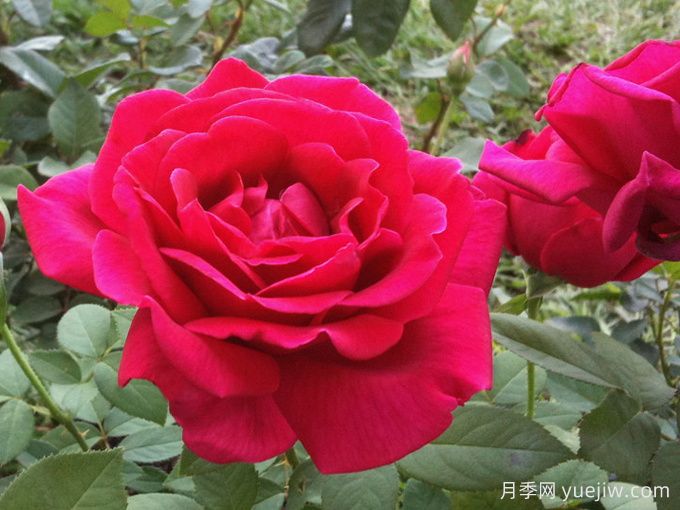 克莱斯勒帝国月季(图3)