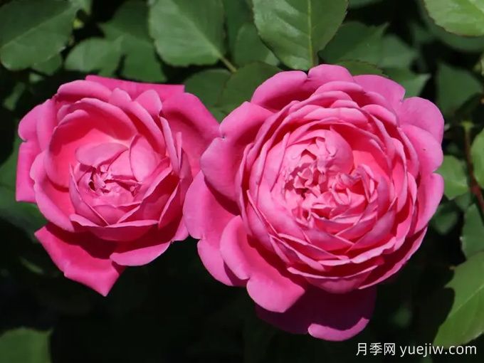 童话奏鸣曲月季(图1)