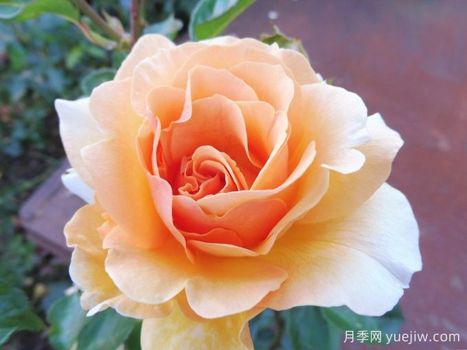 威尔士金月季(图1)