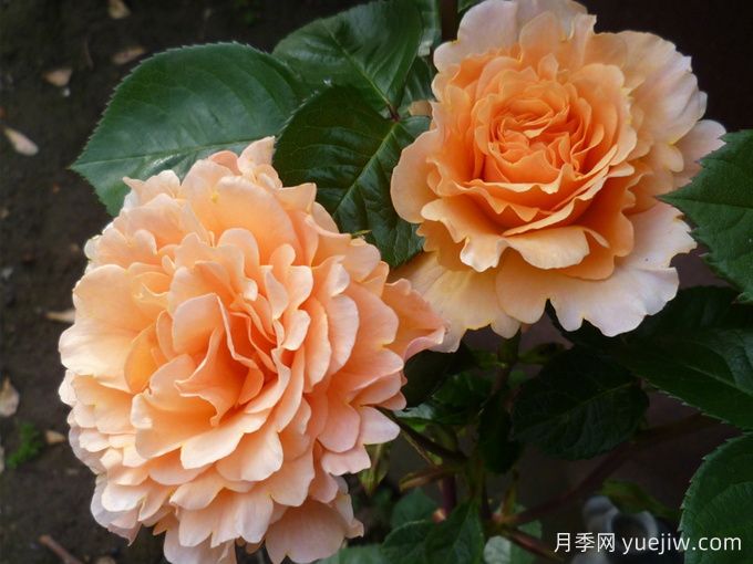 威尔士金月季(图2)