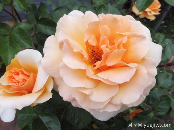 威尔士金月季(图3)