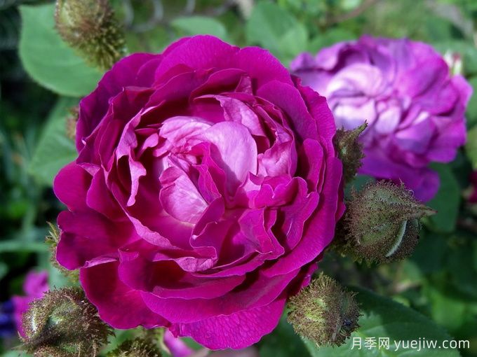 威廉洛布月季/威廉洛博/威廉罗伯/威廉罗布(图1)