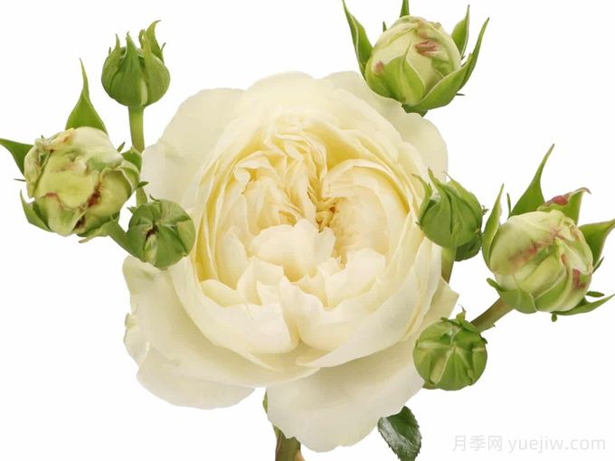 维多利亚夏天月季/维多利亚白/维多利亚之夏(图1)