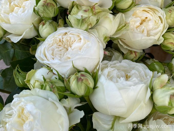 维多利亚夏天月季/维多利亚白/维多利亚之夏(图2)
