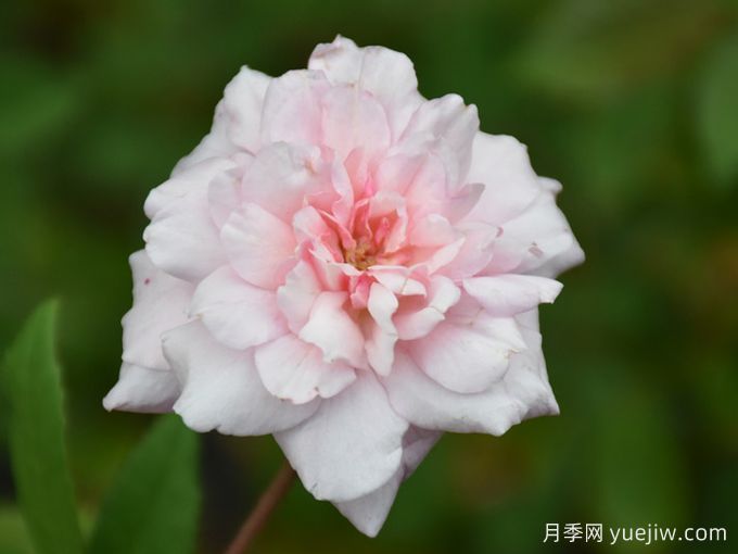 塞西尔布伦纳月季/塞西尔布吕耐(图1)