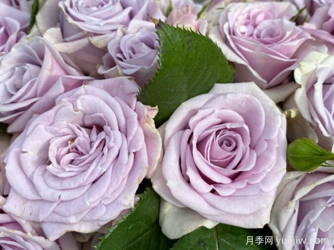 银色幻影(图1) 银色幻影月季(荷兰)(图1)