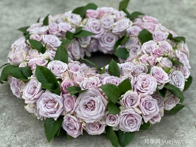 银色幻影(图2) 银色幻影月季(荷兰)(图2)