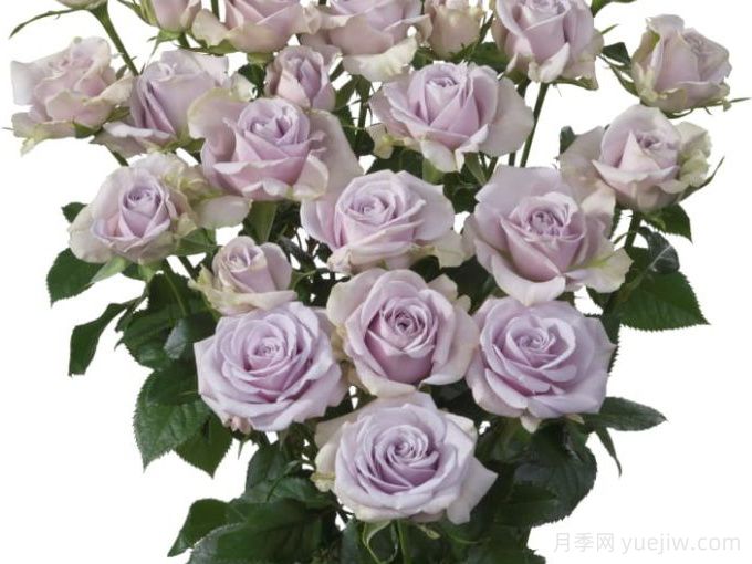 银色幻影(图3) 银色幻影月季(荷兰)(图3)