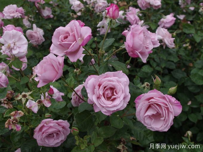 银影月季/银色幻影(英国)(图2) 银影月季/银色幻影(英国)(图2)