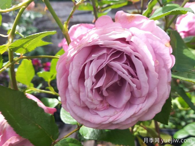 银影月季/银色幻影(英国)(图3) 银影月季/银色幻影(英国)(图3)