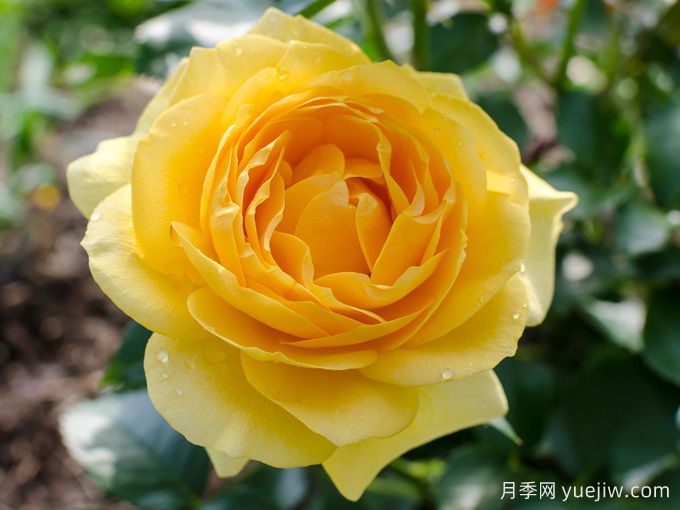 美妙绝伦月季/**惊艳/朱莉亚查尔德/儿童茱莉娅(图1)