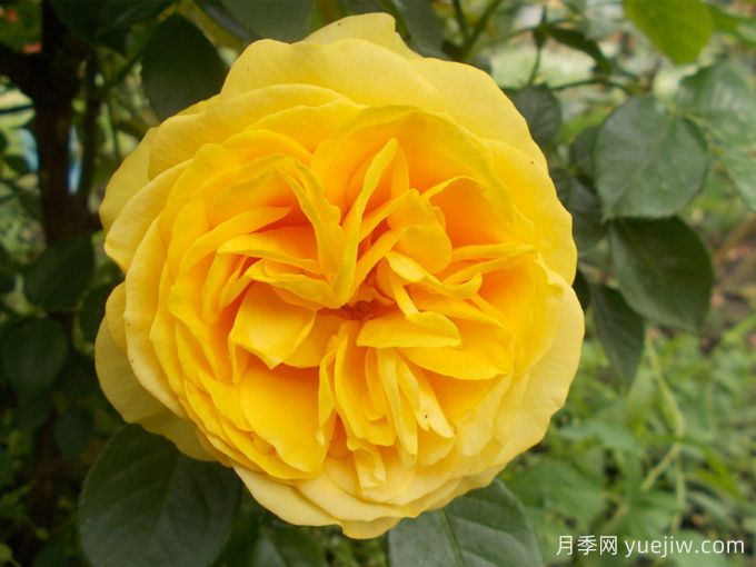 美妙绝伦月季/**惊艳/朱莉亚查尔德/儿童茱莉娅(图2)