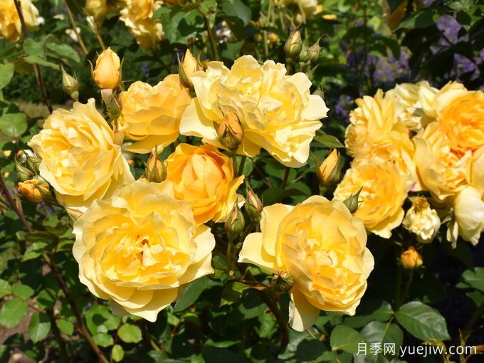 美妙绝伦月季/**惊艳/朱莉亚查尔德/儿童茱莉娅(图3)