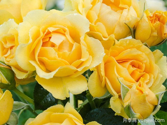 美妙绝伦月季/**惊艳/朱莉亚查尔德/儿童茱莉娅(图4)