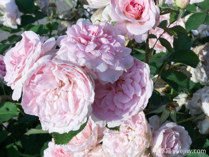 现代桃红月季/现代腮红(图3)