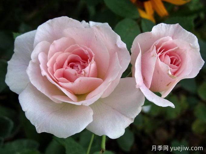 现代桃红月季/现代腮红(图1)