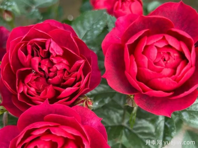 法拉利果汁月季/樱桃果汁月季(图2)