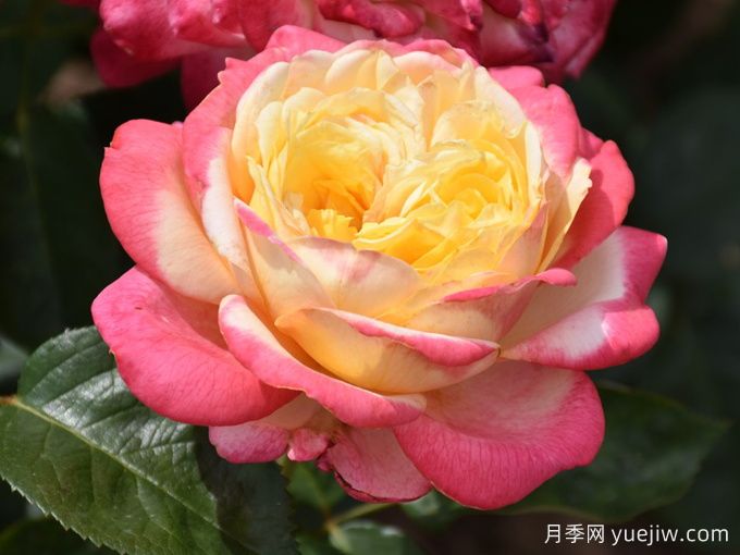 科德斯庆典月季(图1)