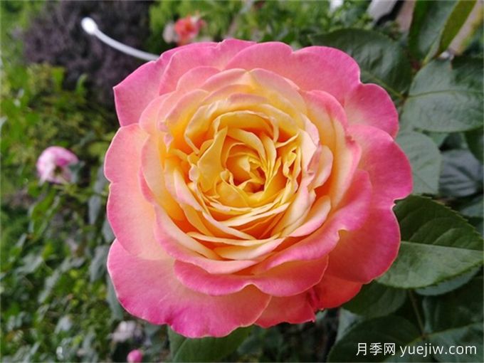 科德斯庆典月季(图3)