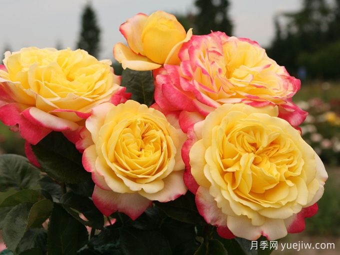 科德斯庆典月季(图4)