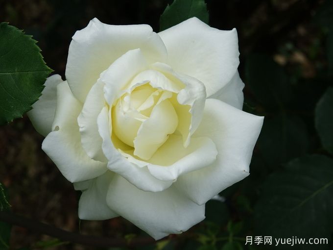 白色圣诞月季/白圣诞月季(图1)