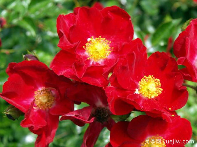 天鹅绒地毯月季/红色地毯月季(图2)