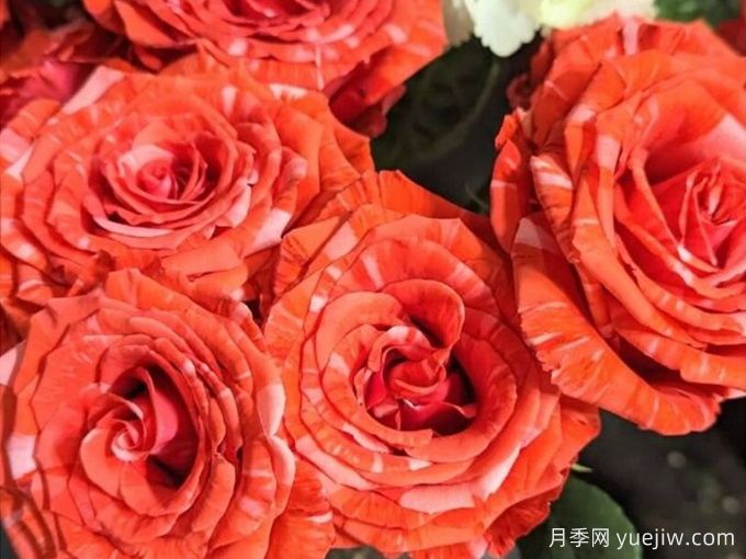 野猫月季(厄瓜多尔)(图1) 野猫月季(厄瓜多尔)(图1)