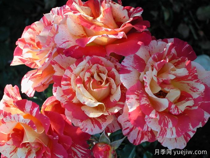 阿尔弗莱德西斯莱月季(图2)