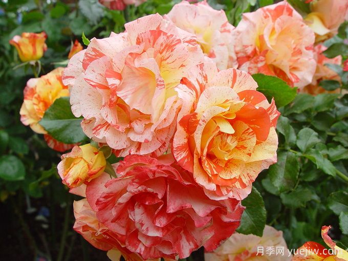 阿尔弗莱德西斯莱月季(图1)