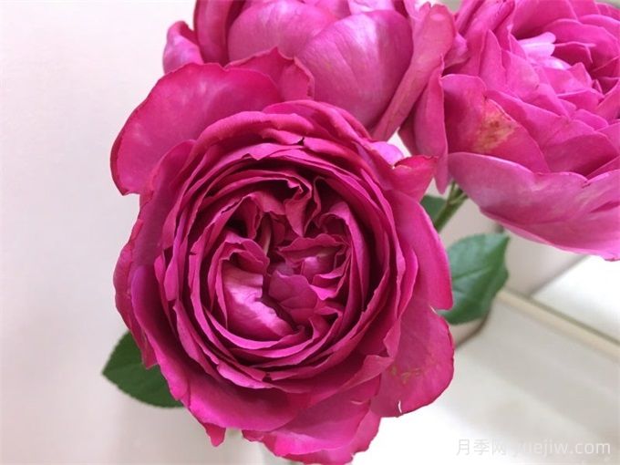 伊芙伊冯娜洛里奥月季/伊芙里奥(图3) 伊芙伊冯娜洛里奥月季/伊芙里奥(图3)