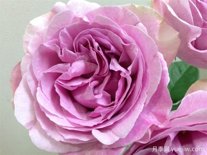 伊芙珍妮洛里奥月季/伊芙珍妮洛德(图1)