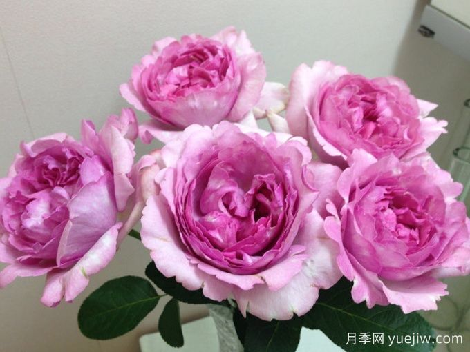 伊芙珍妮洛里奥月季/伊芙珍妮洛德(图2)