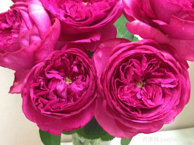 红宝石伯爵月季/伊芙红宝石(图1)