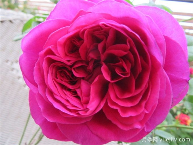 伊芙红色伯爵月季(图1)