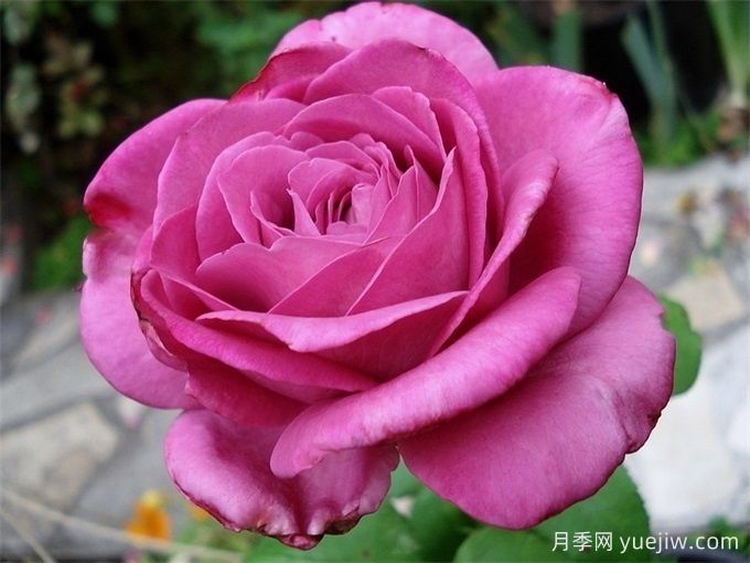 克劳德布拉瑟月季/克劳德布莱塞(图1)