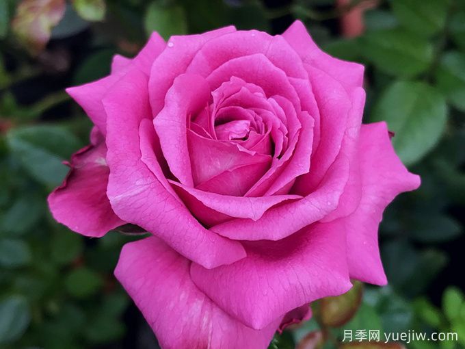 克劳德布拉瑟月季/克劳德布莱塞(图2)