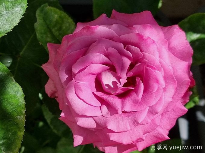 克劳德布拉瑟月季/克劳德布莱塞(图3)