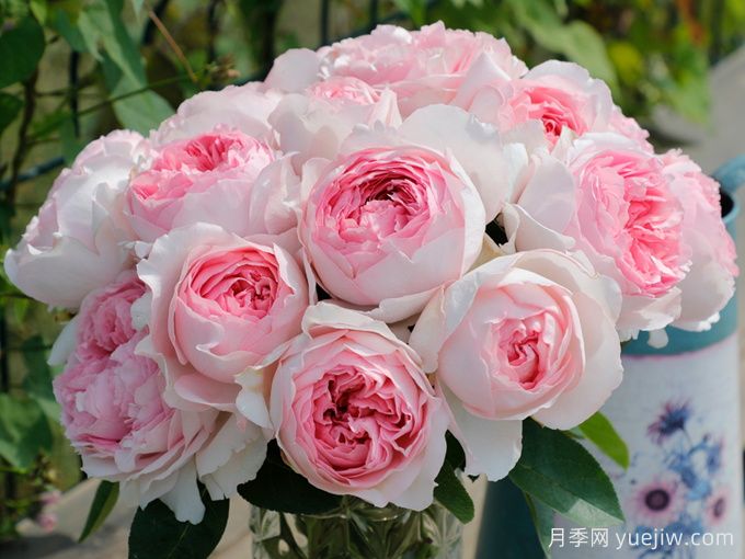 伊芙四号月季/四度芳香月季(图1)