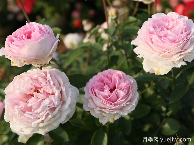 伊芙四号月季/四度芳香月季(图2)