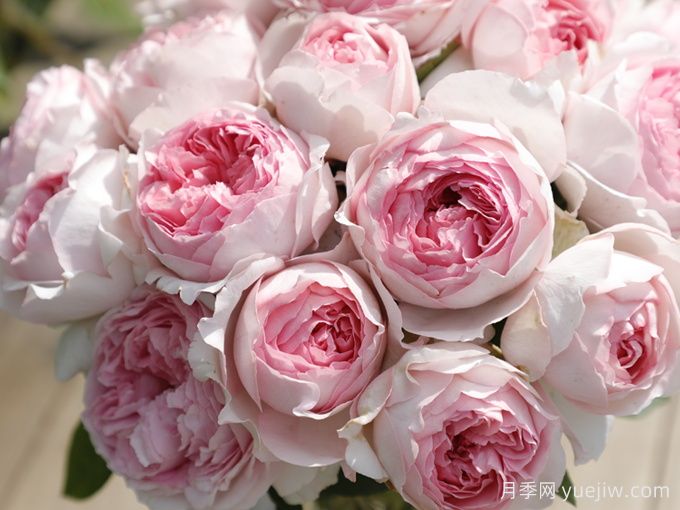 伊芙四号月季/四度芳香月季(图3)