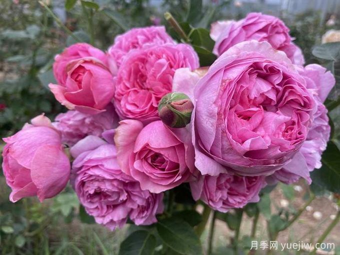 伊芙米欧拉月季(图2)