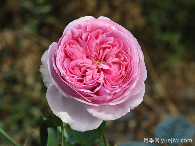 伊芙米欧拉月季(图1)