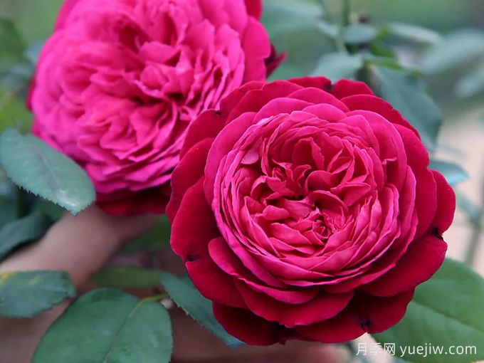 伊芙芳香花园月季/情迷芳香月季(图1)