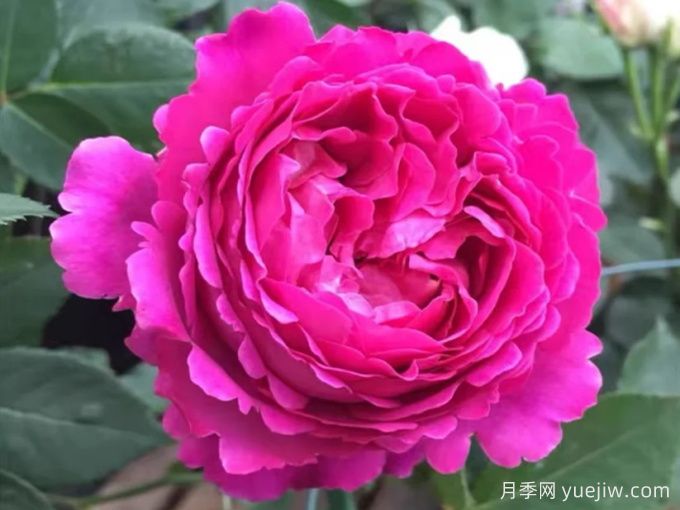 伊芙芳香花园月季/情迷芳香月季(图2)