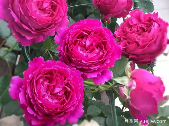 伊芙芳香花园月季/情迷芳香月季(图3)