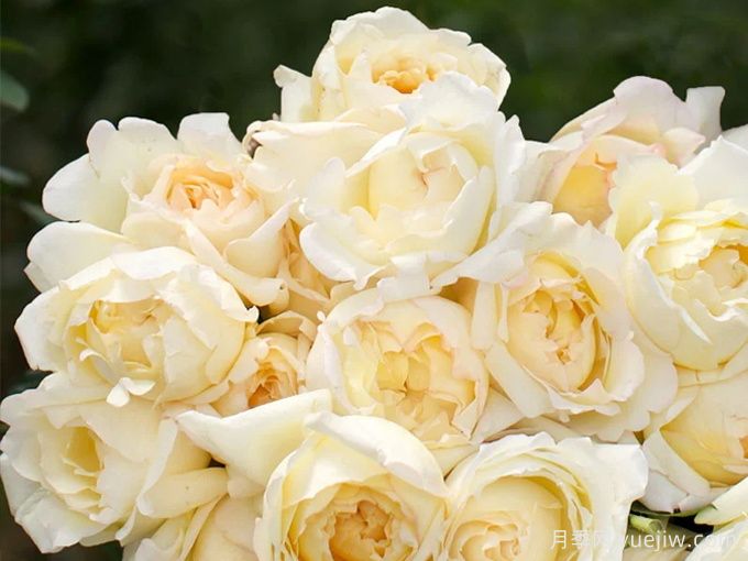 象牙伊芙伯爵月季/象牙伯爵(图1)